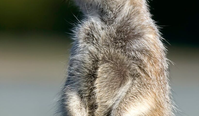 white and brown animal in close up photography