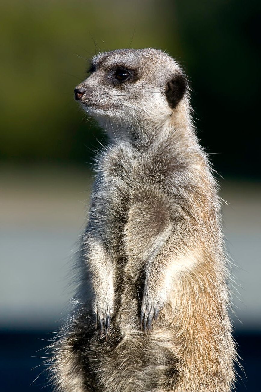 white and brown animal in close up photography